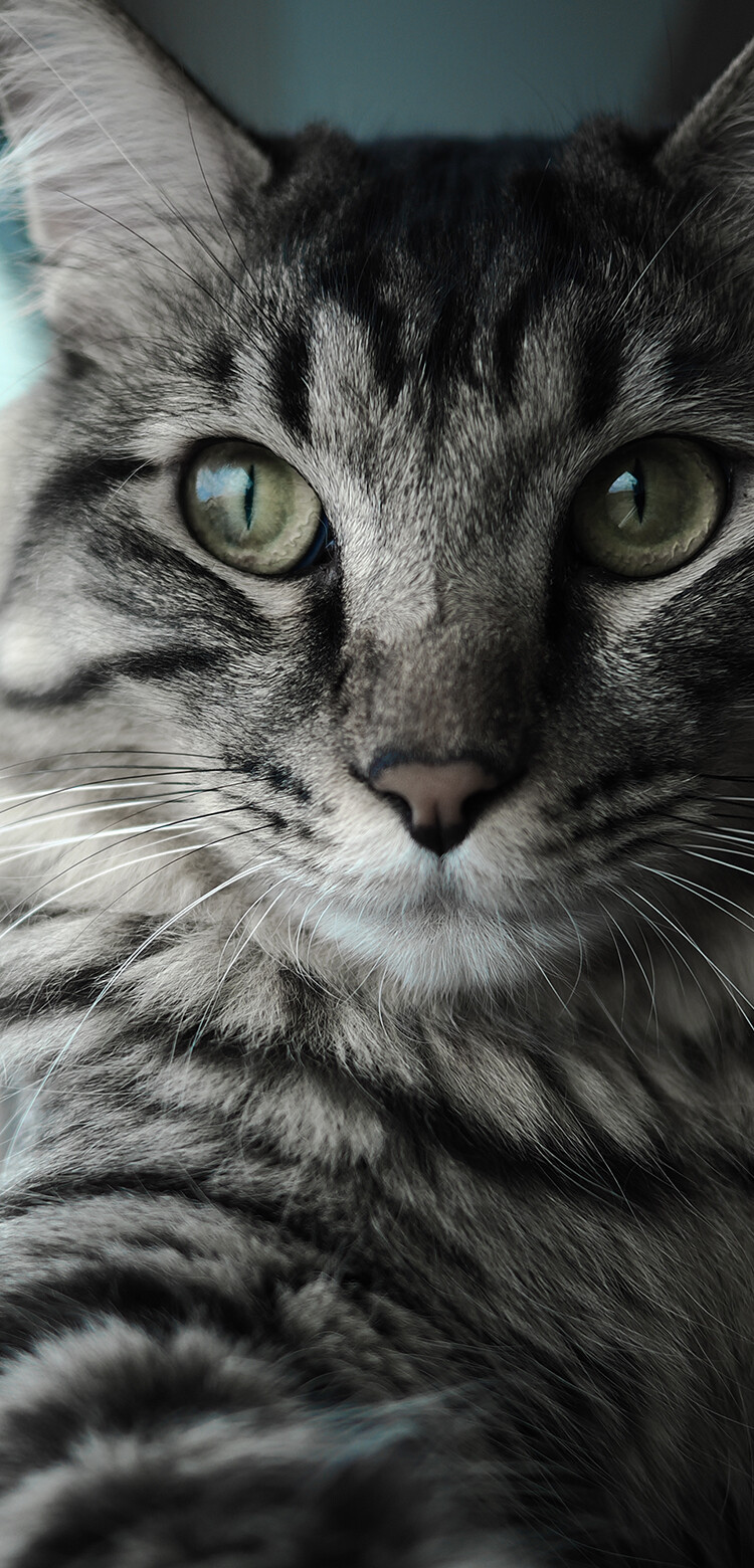 roro　OM3点 roro OM3点 OM SYSTEM OM-3 + 木製アクセサリーは自然の温もりを手